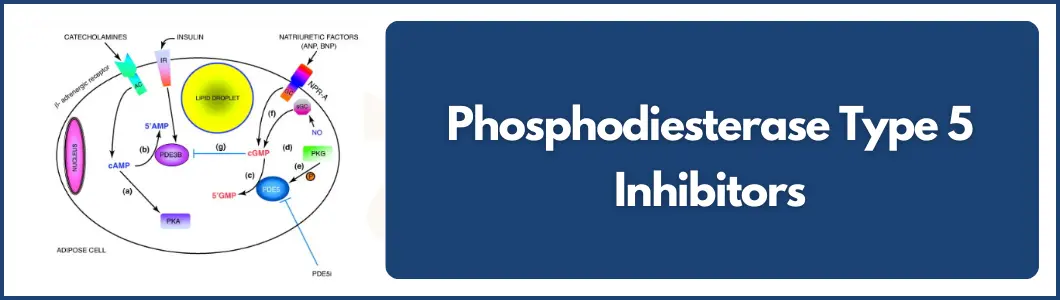 Phosphodiesterase