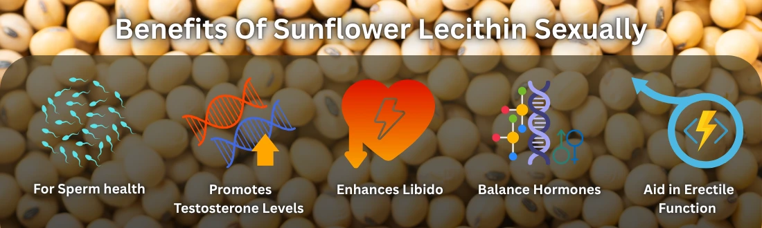 Benefits Of Sunflower Lecithin Sexually