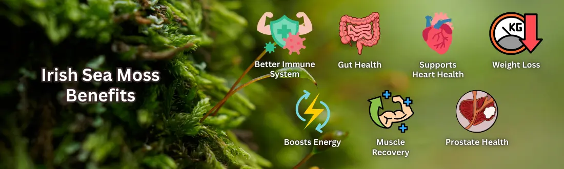 Irish Sea Moss Benefits